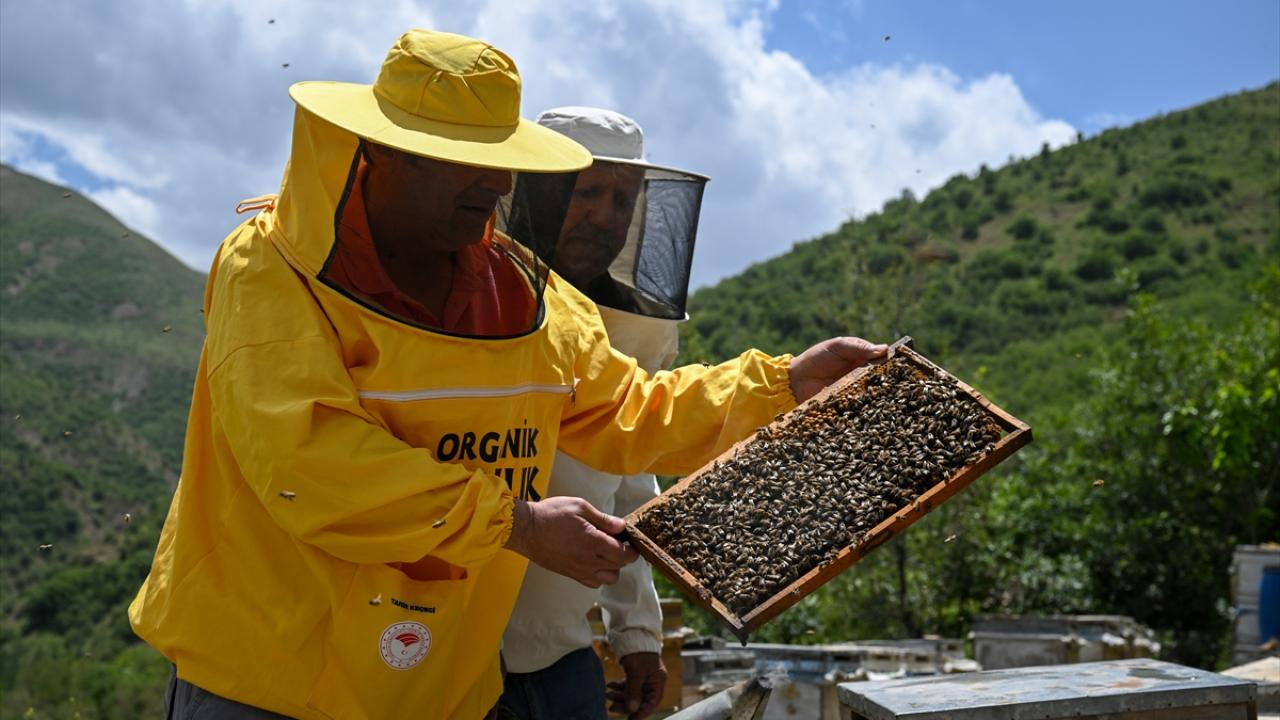 İngiltere'de Türk balına rekor fiyat: 200 gramı 1.250 sterline satılıyor! 2 İngiltere'de Türk balına rekor fiyat: 200 gramı 1.250 sterline satılıyor!