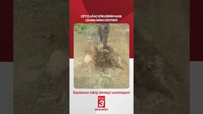 Çiftçi, ağaç köklerinin nasıl çıkarıldığını gösterdi… 📶https://kanal3.com.tr/ Sosyal Medya Hesaplarımızı