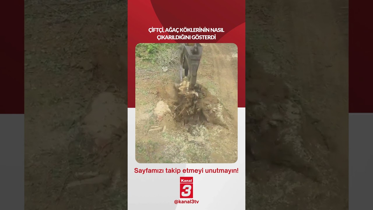 Çiftçi, ağaç köklerinin nasıl çıkarıldığını gösterdi… 📶https://kanal3.com.tr/ Sosyal Medya Hesaplarımızı
