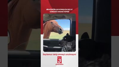 Bir köpeğin hayatında ilk kez at gördüğü andaki tepkisi… 📶https://kanal3.com.tr/