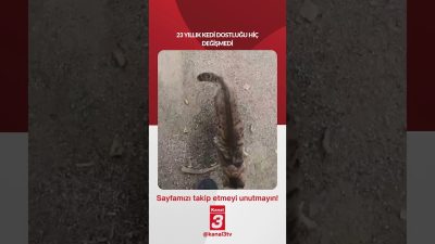 23 YILLIK KEDİ DOSTLUĞU HİÇ DEĞİŞMEDİ 📶https://kanal3.com.tr/ Sosyal Medya Hesaplarımızı