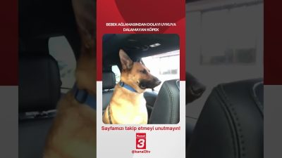 Bebek ağlamasından dolayı uykuya dalamayan köpek… 📶https://kanal3.com.tr/ Sosyal Medya Hesaplarımızı