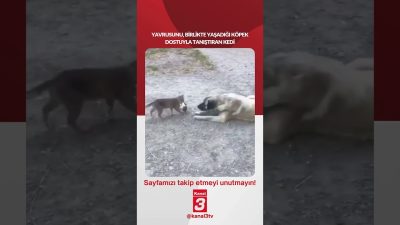 Yavrusunu, birlikte yaşadığı köpek dostuyla tanıştıran kedi… 📶https://kanal3.com.tr/ Sosyal Medya
