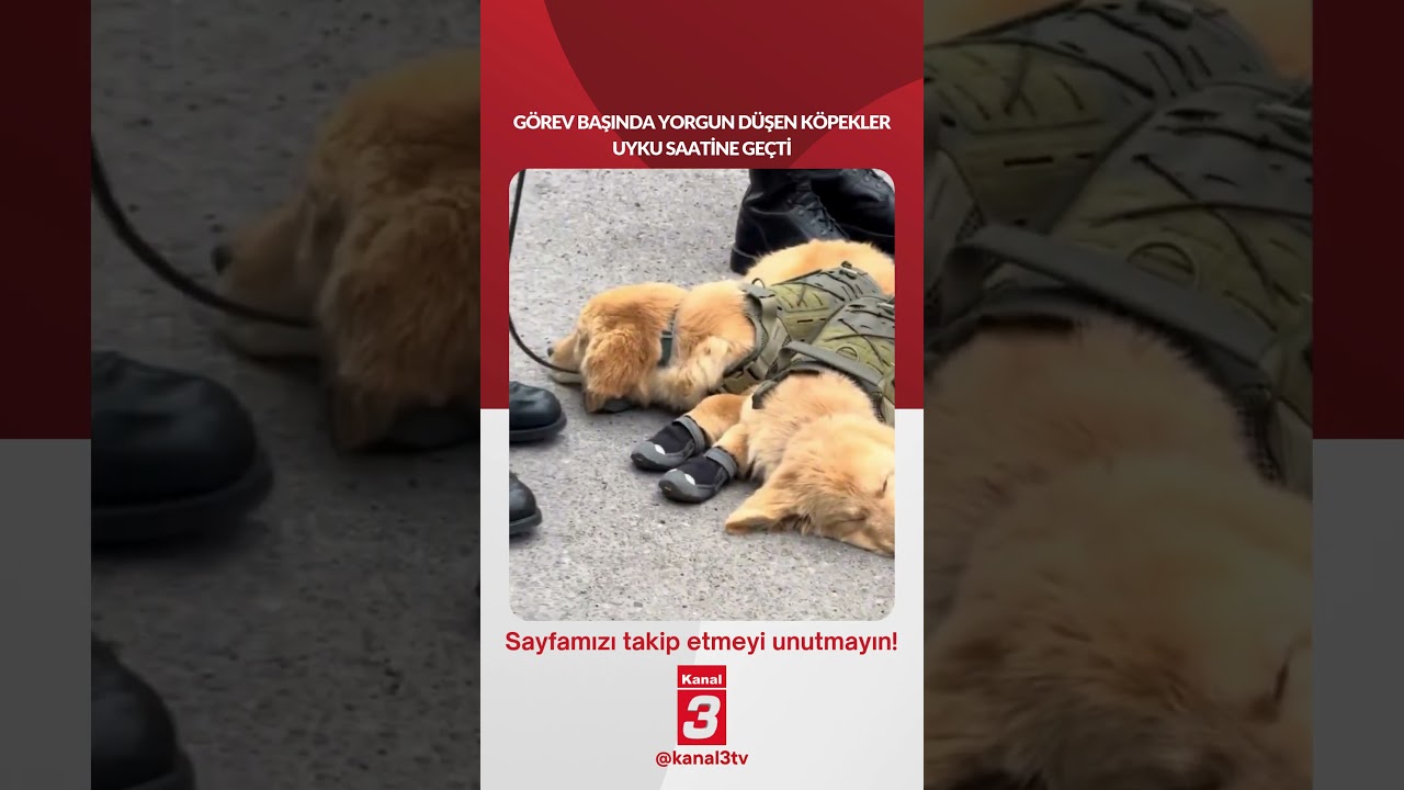 Görev başında yorgun düşen köpekler uyku saatine geçti… 📶https://kanal3.com.tr/ Sosyal