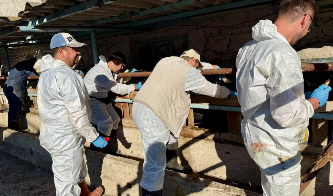 Afyonkarahisar Çay ilçesine getirilen ithal damızlık büyükbaş hayvanların sağlık durumlarının
