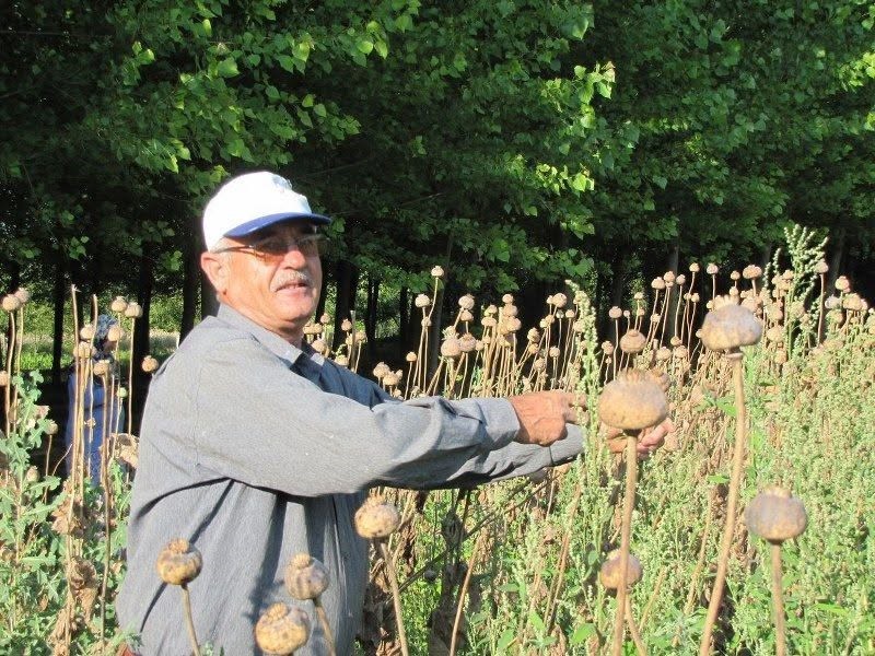 Haşhaş tarımında sürdürülebilirliğin sağlanması ve üreticilerin korunması amacıyla, 2026 yılı