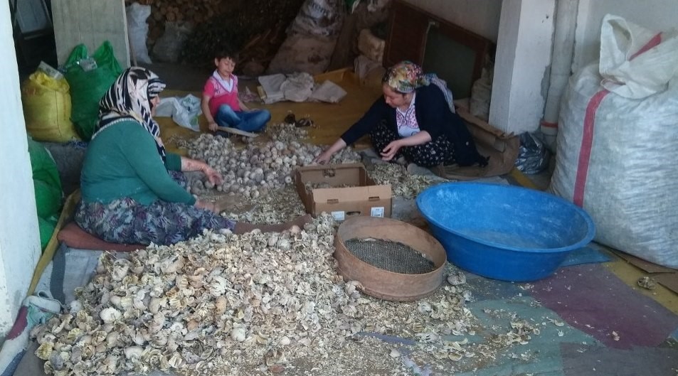 Üreticilerden haşhaş tohumu alımı yapılacak 1 Üreticilerden haşhaş tohumu alımı yapılacak