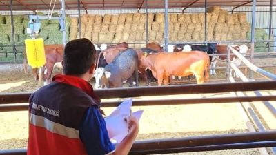 Afyonkarahisar’da Kırsalda Bereket Büyükbaş Hayvancılık Destek Programı kapsamında Tarım İşletmeleri