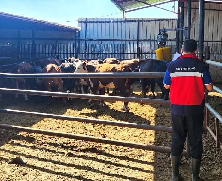 Afyonkarahisar'da büyükbaş hayvancılık için saha denetimi 1 Afyonkarahisar'da büyükbaş hayvancılık için saha denetimi