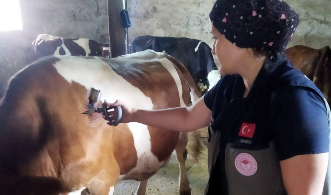 Afyonkarahisar’da hayvan sağlığının korunması ve şap hastalığının yayılımının önlenmesi amacıyla