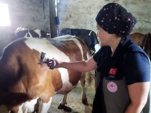 Afyonkarahisar’da hayvan sağlığının korunması ve şap hastalığının yayılımının önlenmesi amacıyla
