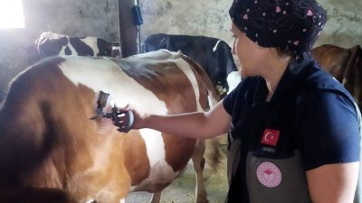 Afyonkarahisar’da hayvan sağlığının korunması ve şap hastalığının yayılımının önlenmesi amacıyla