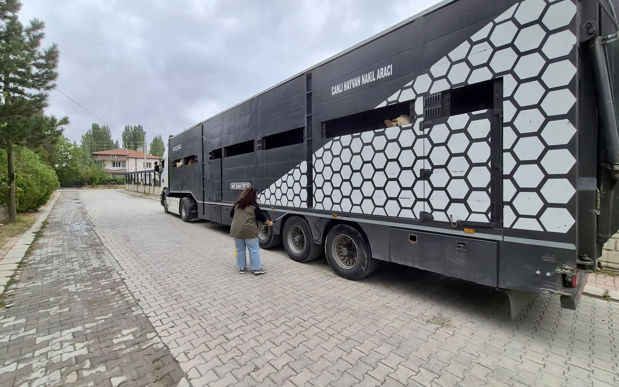 Afyonkarahisar’ın Sinanpaşa ilçesinde, il dışına yapılacak hayvan sevklerine yönelik kontrol
