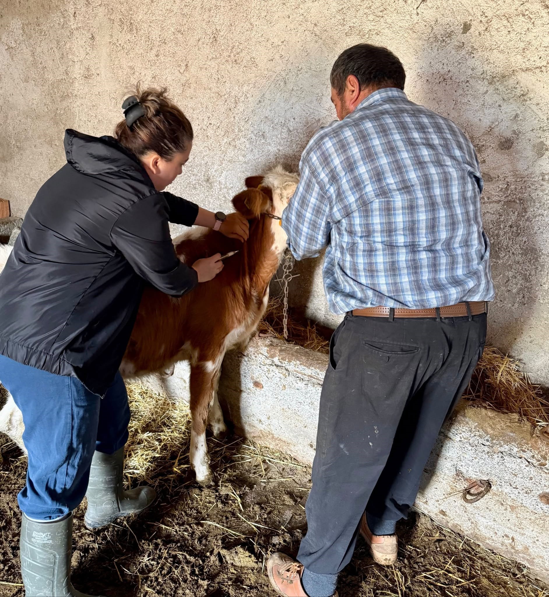 Sonbahar aşılama kampanyası sürüyor 1 Sonbahar aşılama kampanyası sürüyor