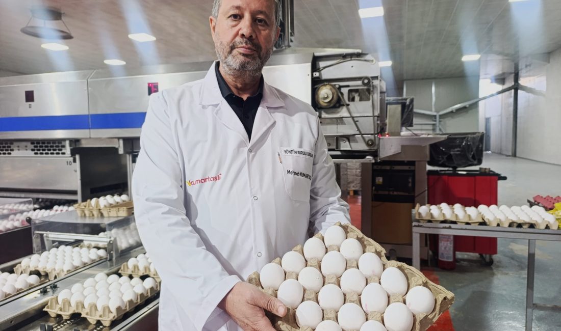 Yumurta üretiminde Türkiye'de yaklaşık yüzde 25'lik gibi büyük bir paya