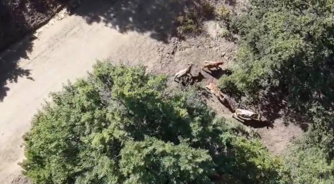 9 büyükbaş kayboldu, ekipler dronla izlerini buldu 1 9 büyükbaş kayboldu, ekipler dronla izlerini buldu