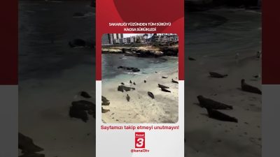 Sakarlığı yüzünden tüm sürüyü kaosa sürükledi… 📶https://kanal3.com.tr/ Sosyal Medya Hesaplarımızı