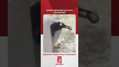 Penguen, eşinden bir taş çaldı ve ona geri verdi… 📶https://kanal3.com.tr/