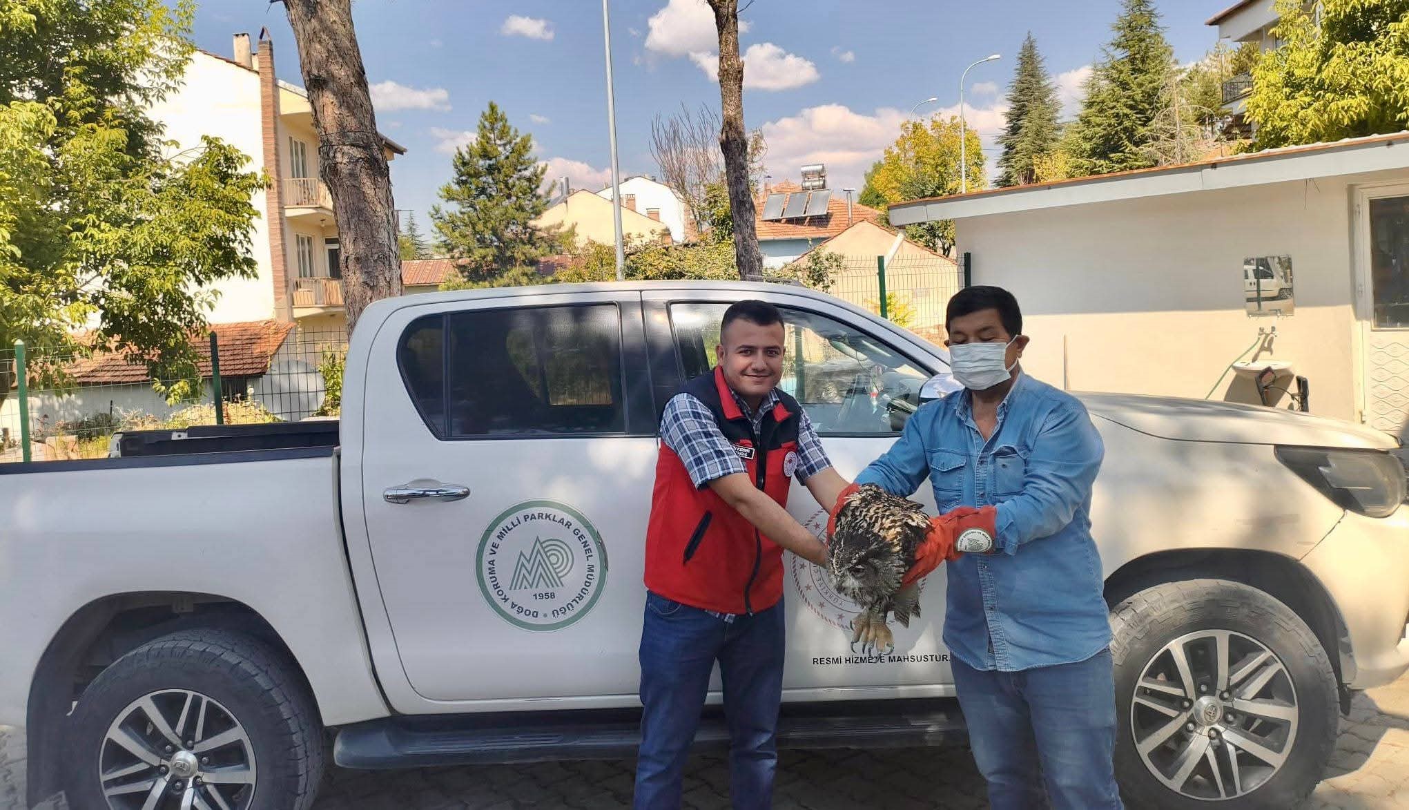 Doğanın nadir konuğu yaralı bulundu 2 Doğanın nadir konuğu yaralı bulundu