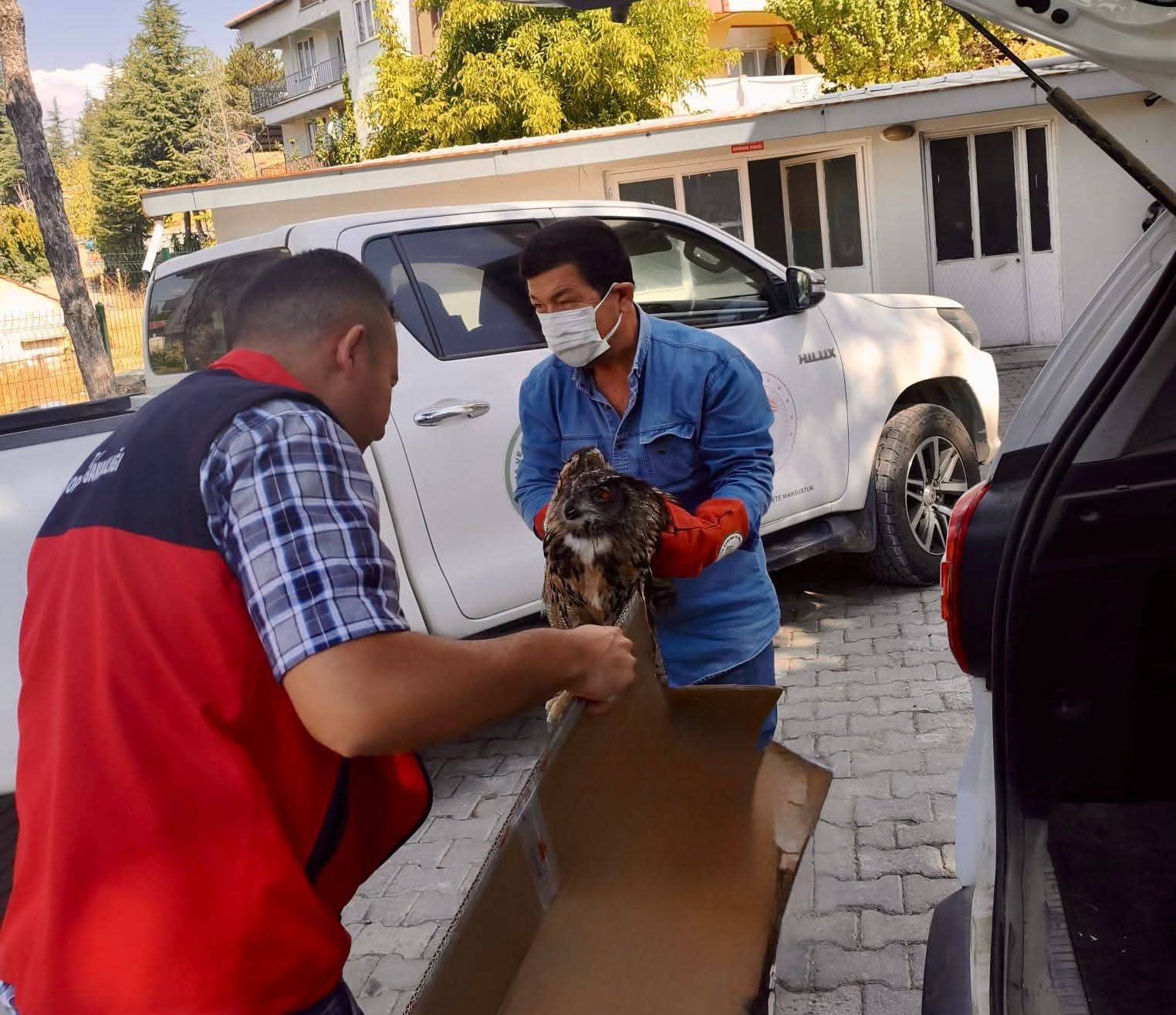 Doğanın nadir konuğu yaralı bulundu 1 Doğanın nadir konuğu yaralı bulundu