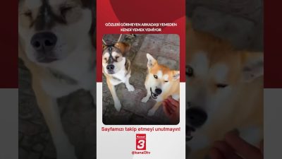 Kanal 3Cum, Eylül 25, 2026 8:00amURL:Embed:Gözleri görmeyen arkadaşı yemeden kendi