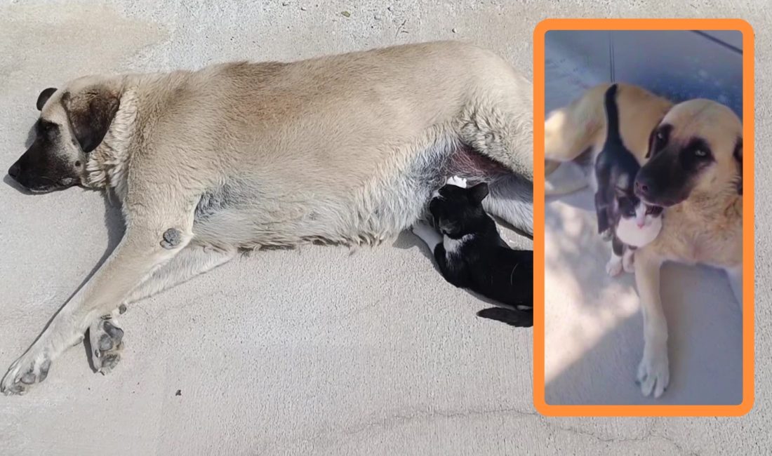 Amasya’nın Suluova ilçesinde kedi ile köpeğin sıra dışı dostluğu dikkat