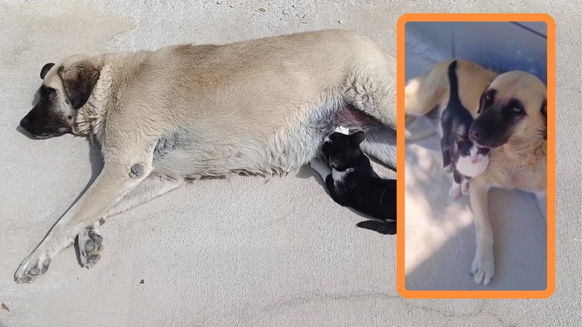 Amasya’nın Suluova ilçesinde kedi ile köpeğin sıra dışı dostluğu dikkat