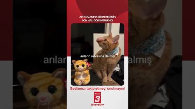 Arı kovanına giren kedinin, son hali görüntülendi… 📶https://kanal3.com.tr/ Sosyal Medya