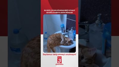 Kanal 3Paz, Eylül 20, 2026 12:00pmURL:Embed:Bu kedi, çocukluğundan beri yatmayı