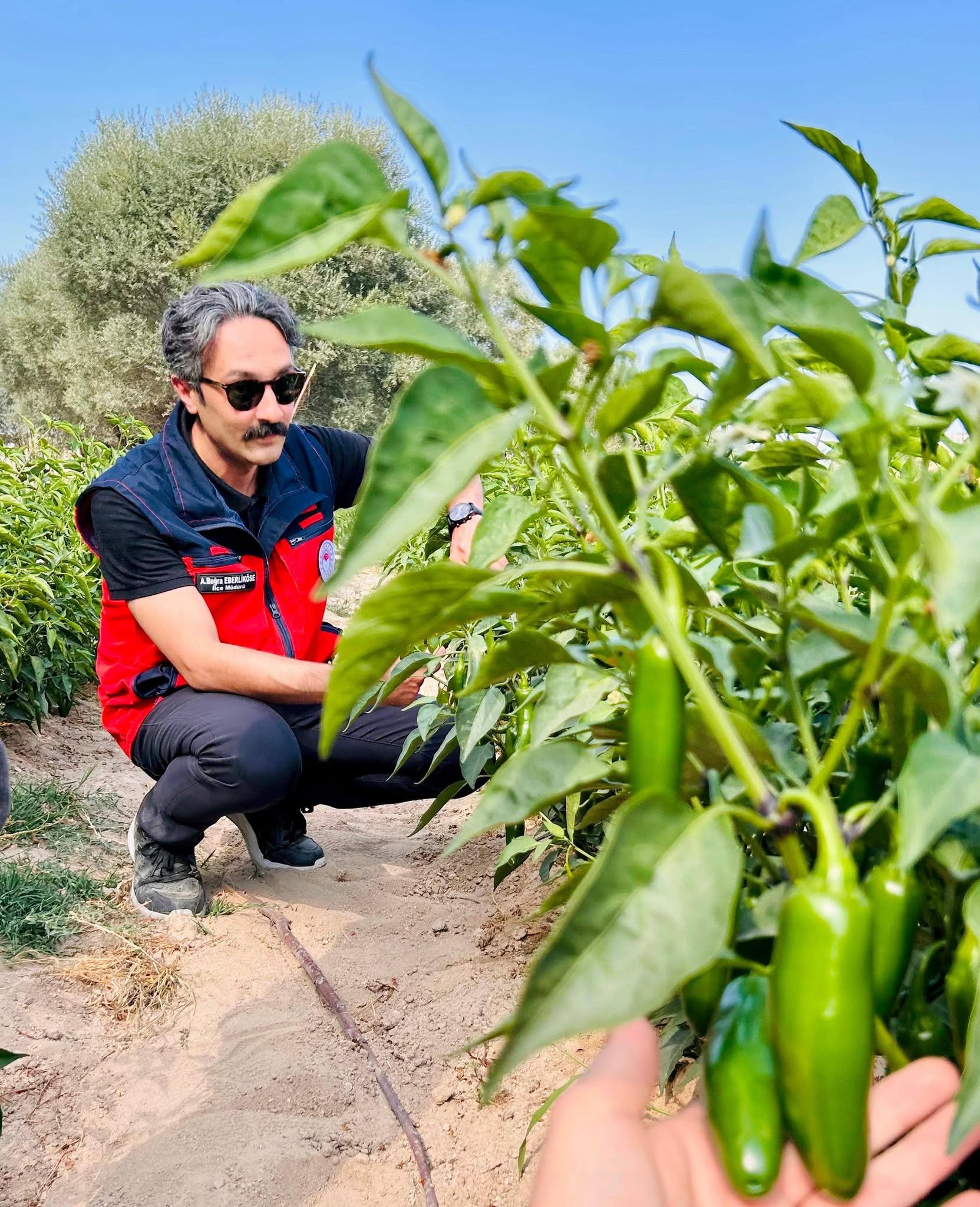 Jalapeno biber için hasat ve hastalık kontrolü