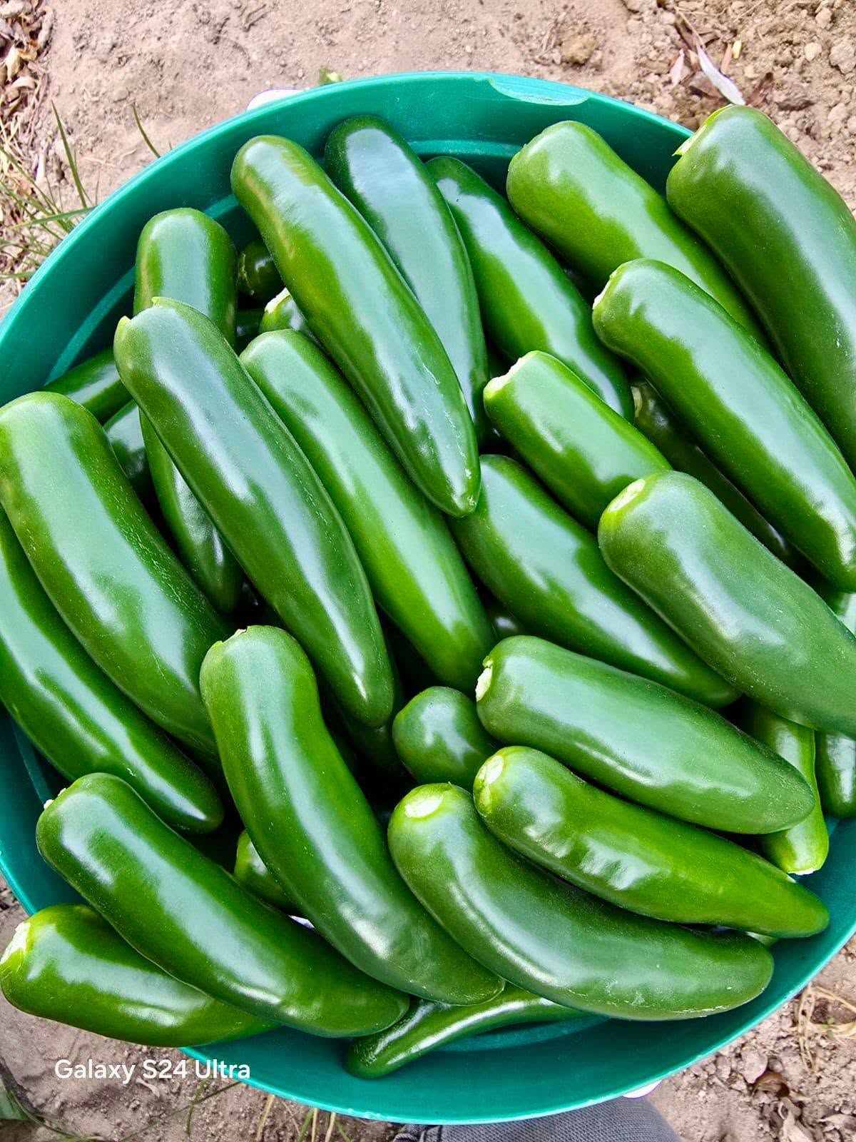Jalapeno biber için hasat ve hastalık kontrolü 3 Jalapeno biber için hasat ve hastalık kontrolü