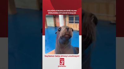 Kulağına dokunulan deniz aslanı sinirlenerek söylenmeye başladı… 📶https://kanal3.com.tr/ Sosyal Medya