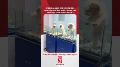 Kanal 3Sal, Eylül 22, 2026 2:00pmURL:Embed:Kimsenin onu sahiplenmemesinden bıkan küçük