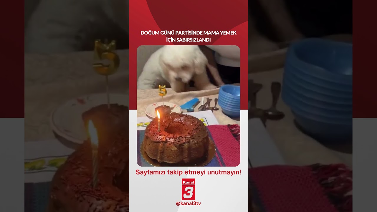 Doğum günü partisinde mama yemek için sabırsızlandı… 📶https://kanal3.com.tr/ Sosyal Medya
