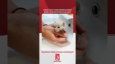 Yolda yaralı yavru kedi bulduğunu sandı, yavru büyüyünce şok oldu!