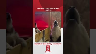 Husky anne yavrularına ulumayı öğretiyor… 📶https://kanal3.com.tr/ Sosyal Medya Hesaplarımızı Takip