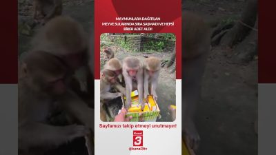Kanal 3Paz, Eylül 20, 2026 8:00amURL:Embed:Maymunlara dağıtılan meyve sularında sıra
