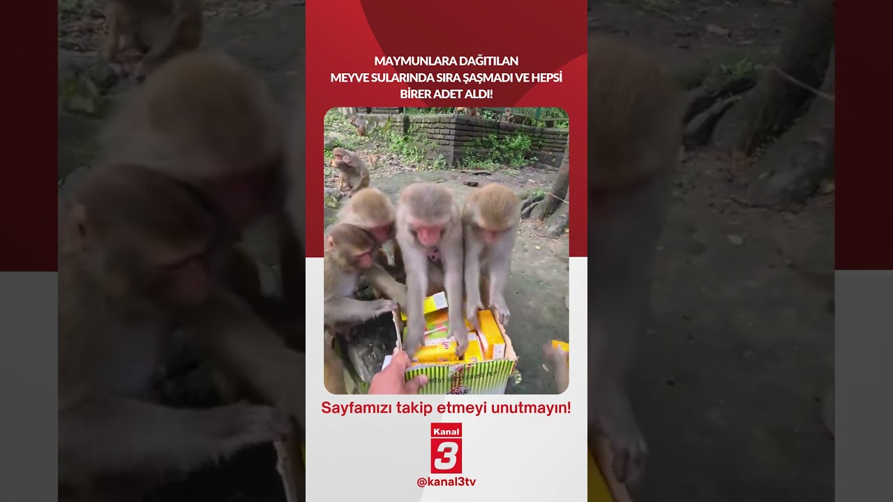 Maymunlara dağıtılan meyve sularında sıra şaşmadı ve hepsi birer adet