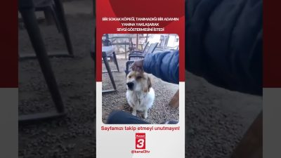 Kanal 3Pts, Eylül 28, 2026 2:00pmURL:Embed:Bir sokak köpeği, tanımadığı bir