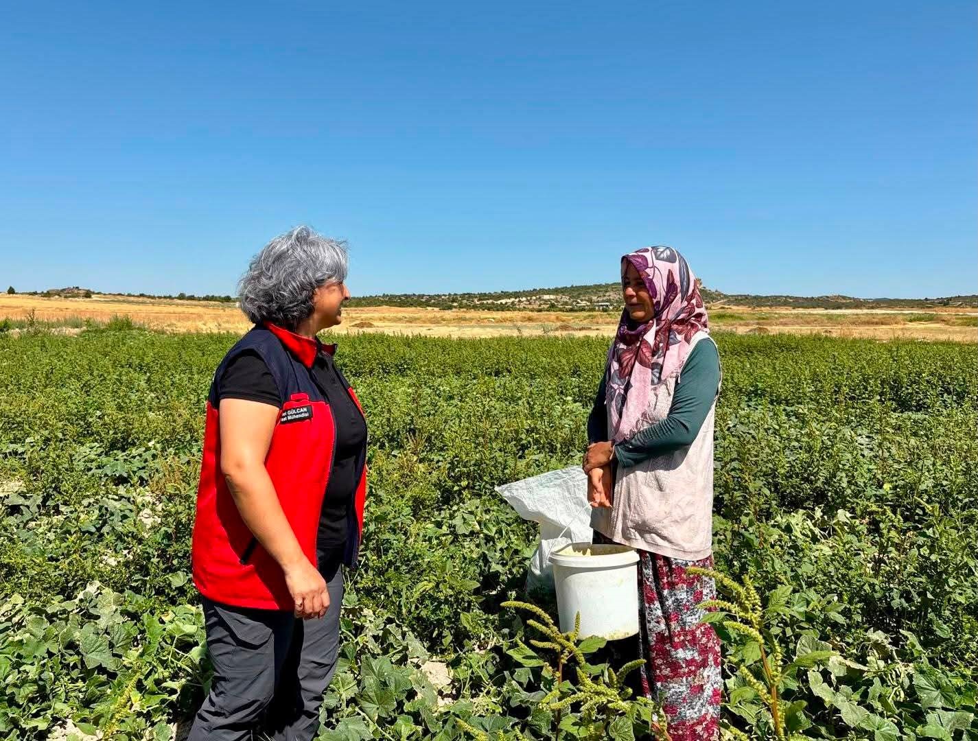 Turşuluk salatalık hasadı sürüyor 1 Turşuluk salatalık hasadı sürüyor