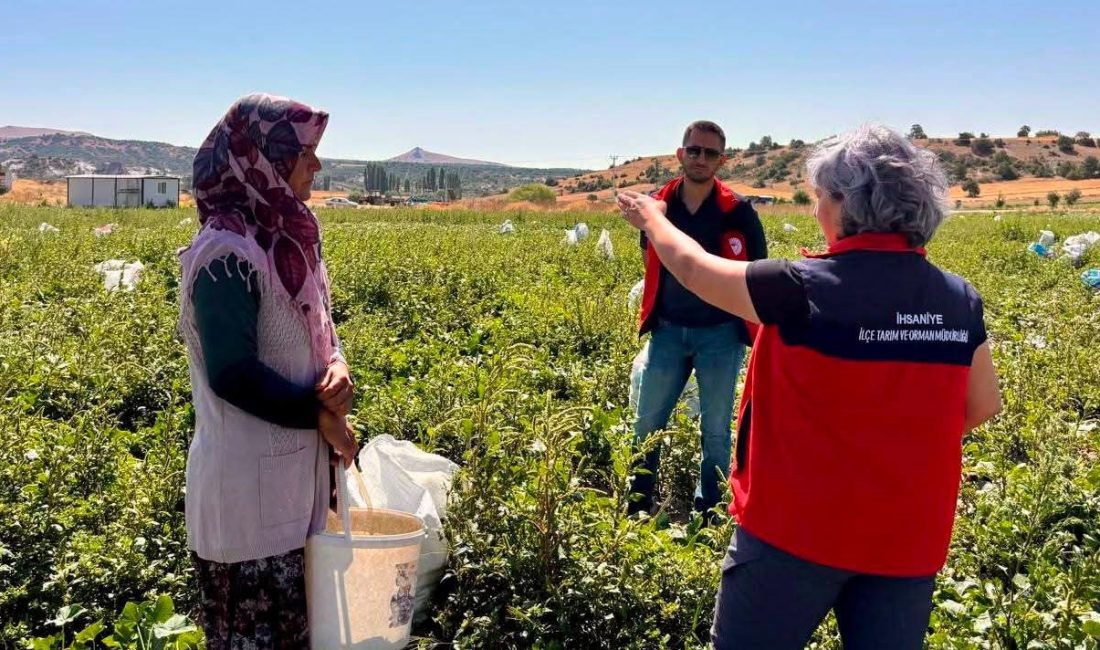 Afyonkarahisar’ın İhsaniye ilçesinde turşuluk salatalık hasadı devam ediyor.