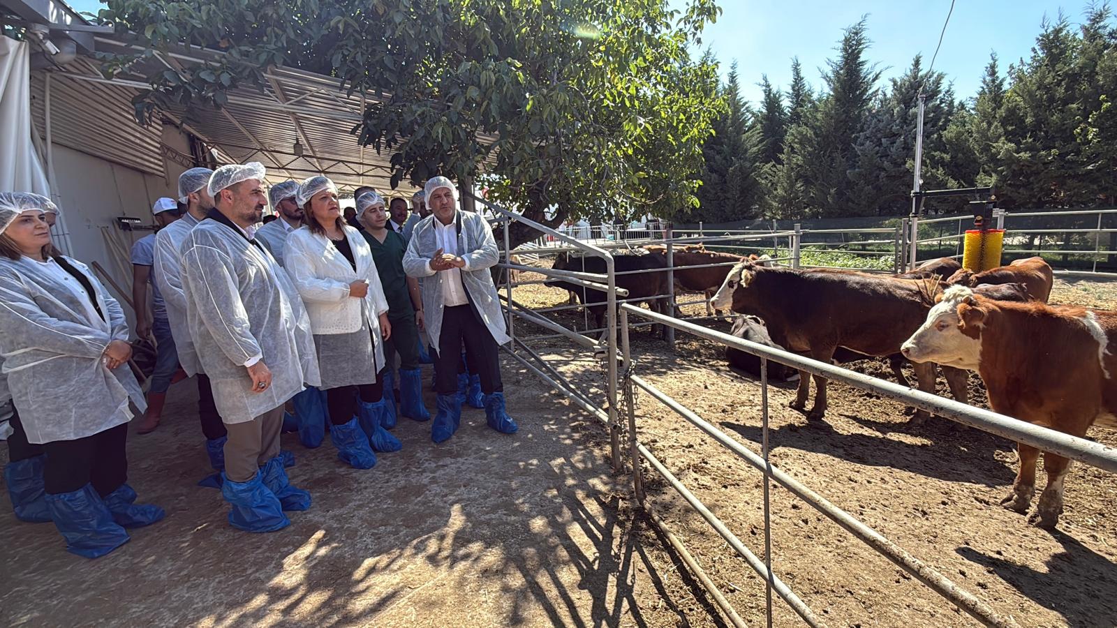 Başkan Köksal: “Besi çiftliği olan tek belediyeyiz”