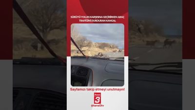 Kanal 3Sal, Eylül 8, 2026 4:00pmURL:Embed:Sürüyü yolun karşısına geçirirken araç