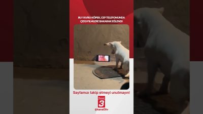 Bu yavru köpek, cep telefonunda çizgi filmlere bakarak eğlendi… 📶https://kanal3.com.tr/