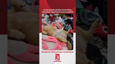 Kanal 3Paz, Eylül 20, 2026 4:00pmURL:Embed:Oyuncakların arasına yatan köpek, müşteriler