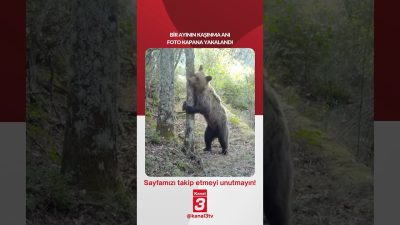 Bir ayının kaşınma anı foto kapana yakalandı… 📶https://kanal3.com.tr/ Sosyal Medya