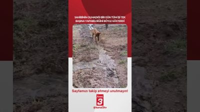 Kanal 3Paz, Eylül 13, 2026 4:00pmURL:Embed:Sahibinin olmadığı bir gün tüm