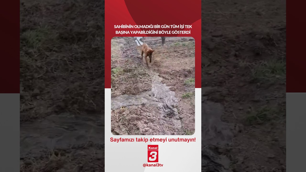 Sahibinin olmadığı bir gün tüm işi tek başına yapabildiğini böyle