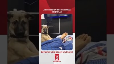 Acıkan köpek sahibini uyandırmak için çabaladı… 📶https://kanal3.com.tr/ Sosyal Medya Hesaplarımızı
