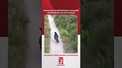 Kargalar, en sevdikleri insana ağaçlarını göstermek için çok heyecanlılar… 📶https://kanal3.com.tr/